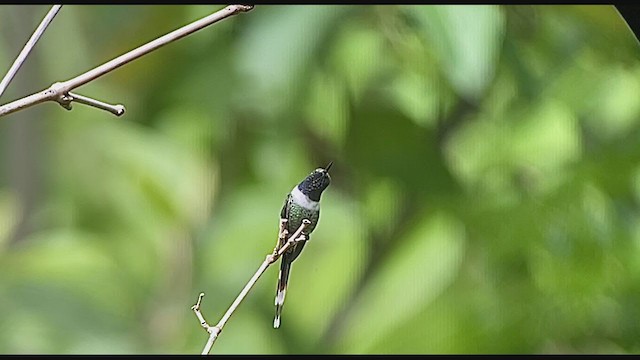 Colibrí de Dupont - ML248497681