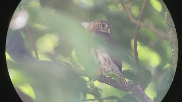 Ferruginous Pygmy-Owl - ML248497831