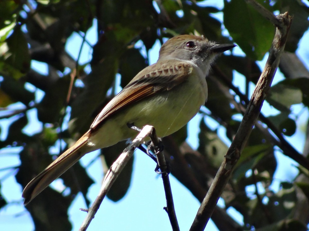 Yucatan Flycatcher - ML24849801