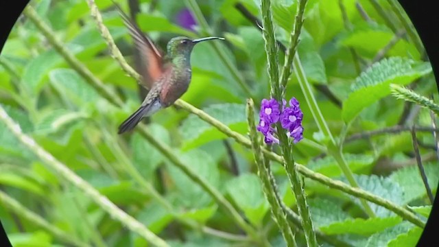 Stripe-tailed Hummingbird - ML248499401