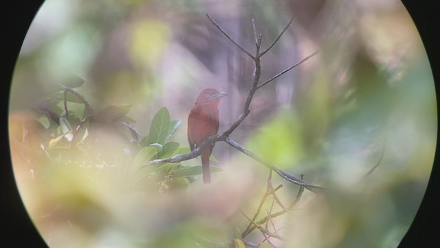 Hepatic Tanager - ML248500081
