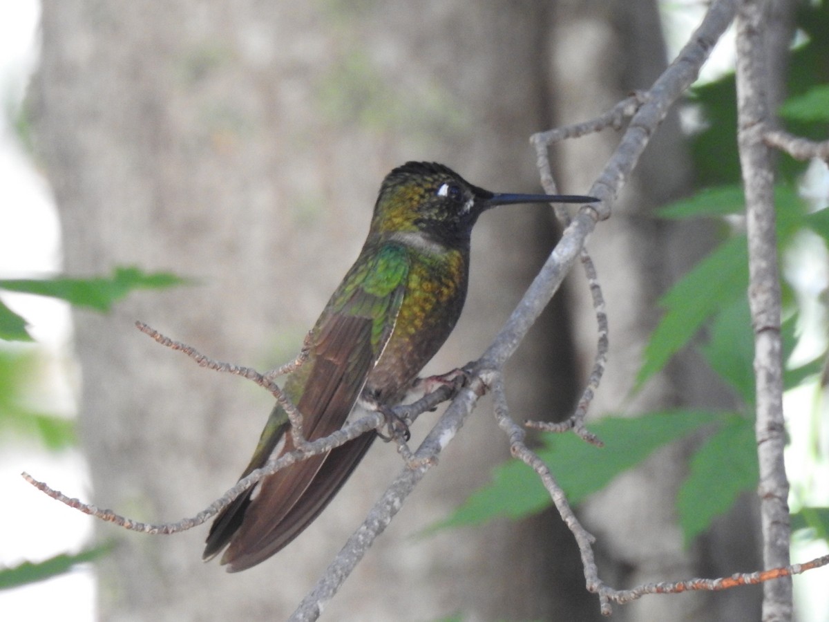 Rivoli's Hummingbird - ML248500591