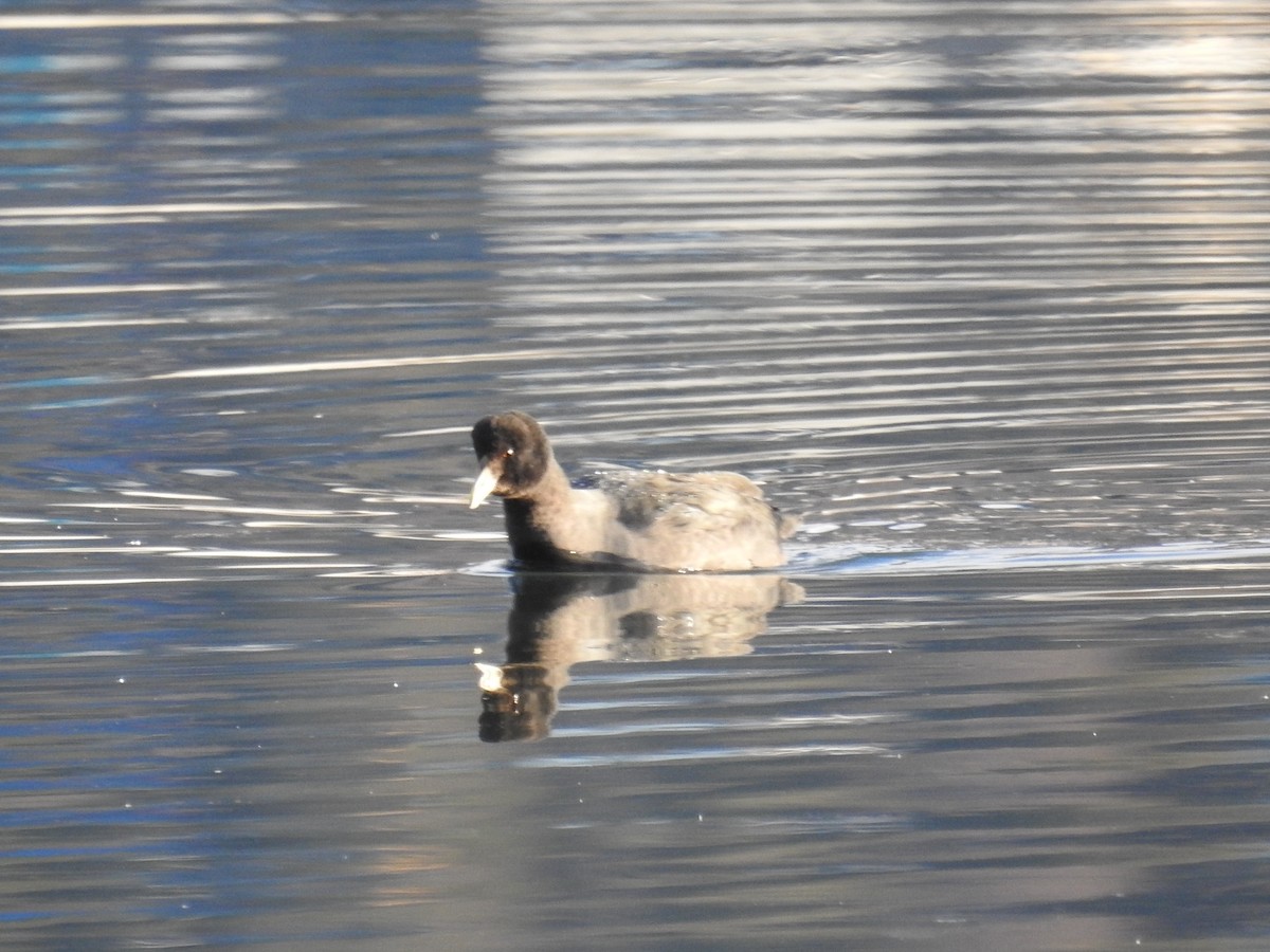 Fulica sp. - ML248501411