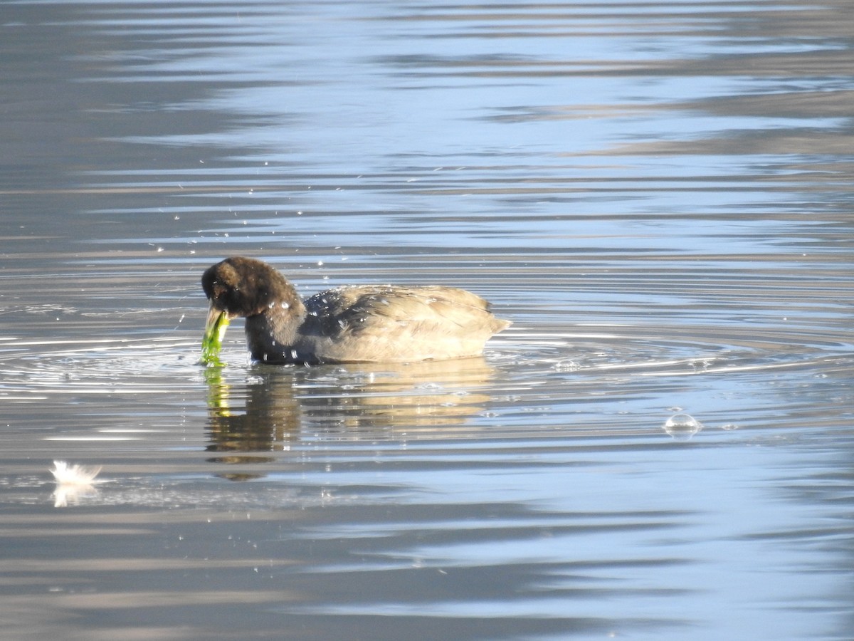 Fulica sp. - ML248501421