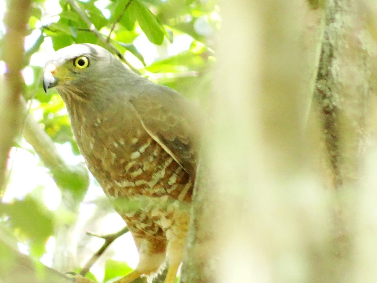 Roadside Hawk - ML24850231