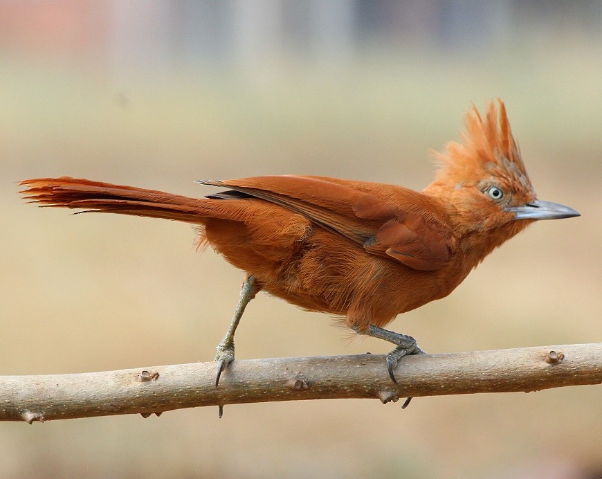 Caatinga Cacholote - ML248503201