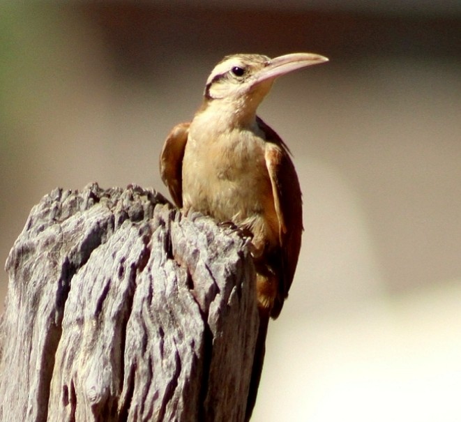Narrow-billed Woodcreeper - ML248503341