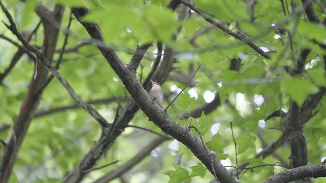 Swainson's Warbler - ML248503621