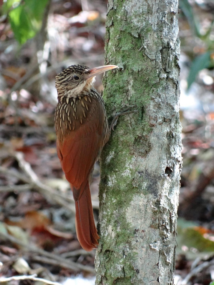 Ivory-billed Woodcreeper - ML24850481