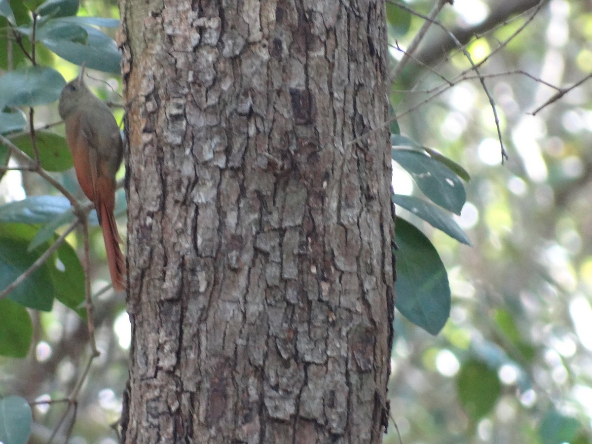 Olivaceous Woodcreeper - ML24850531