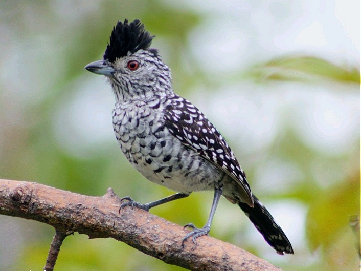 Barred Antshrike - ML248507951