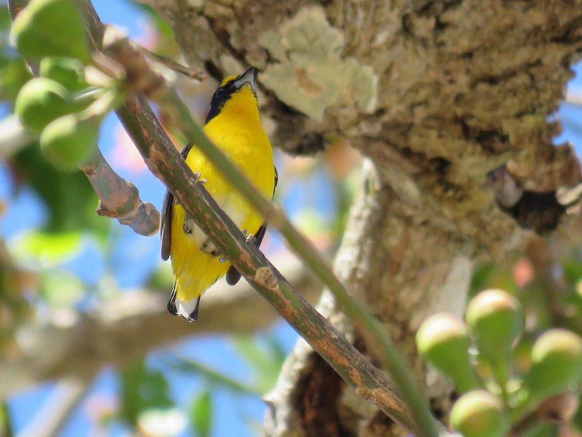 Yellow-throated Euphonia - Great Mayan Birding by Ichi Tours