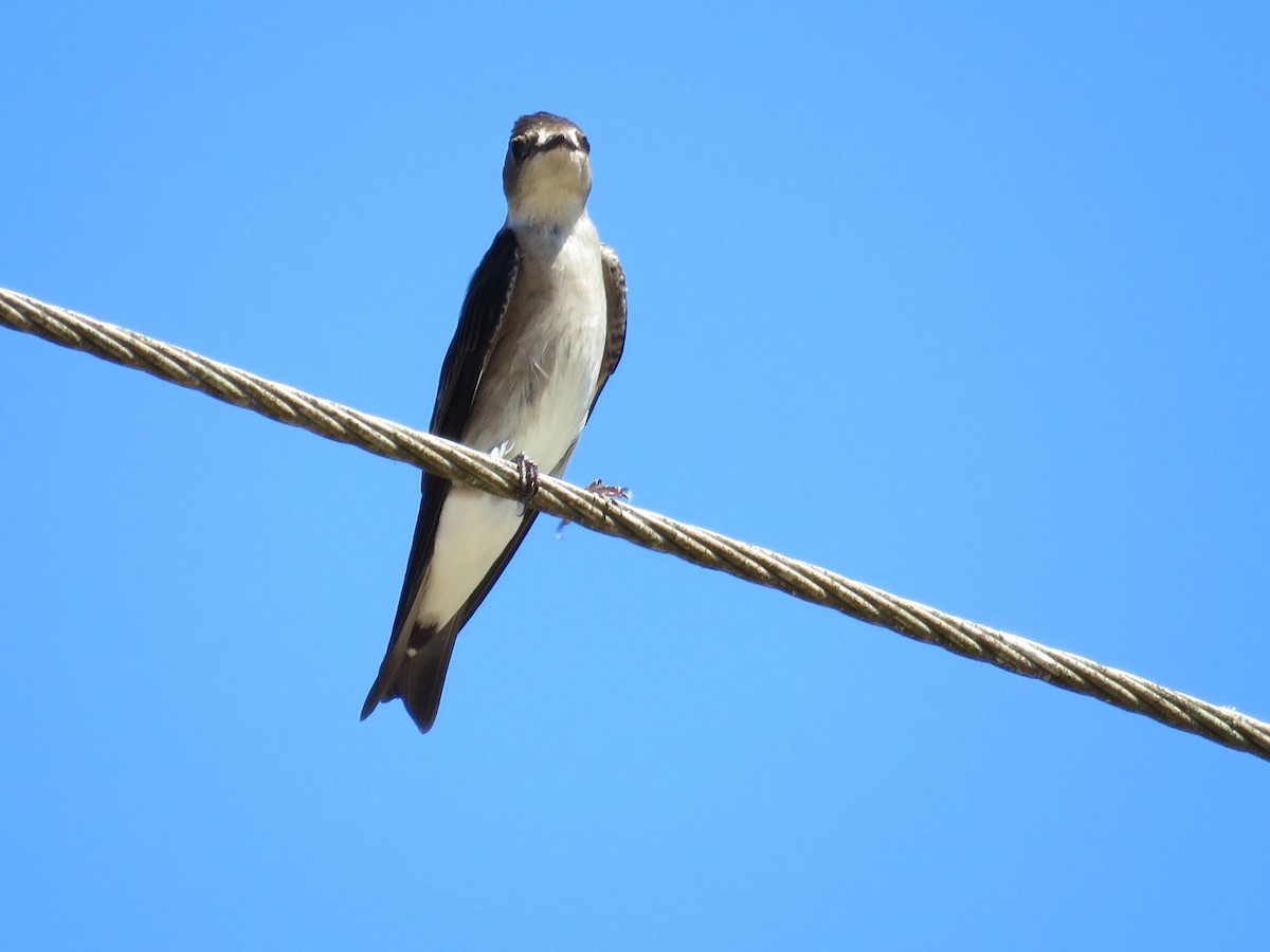 Golondrina Aserrada (ridgwayi) - ML24851021