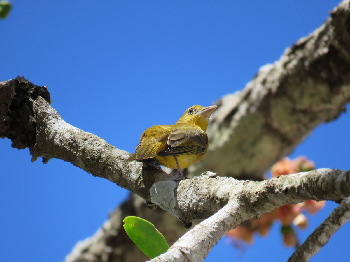 Summer Tanager - Great Mayan Birding by Ichi Tours