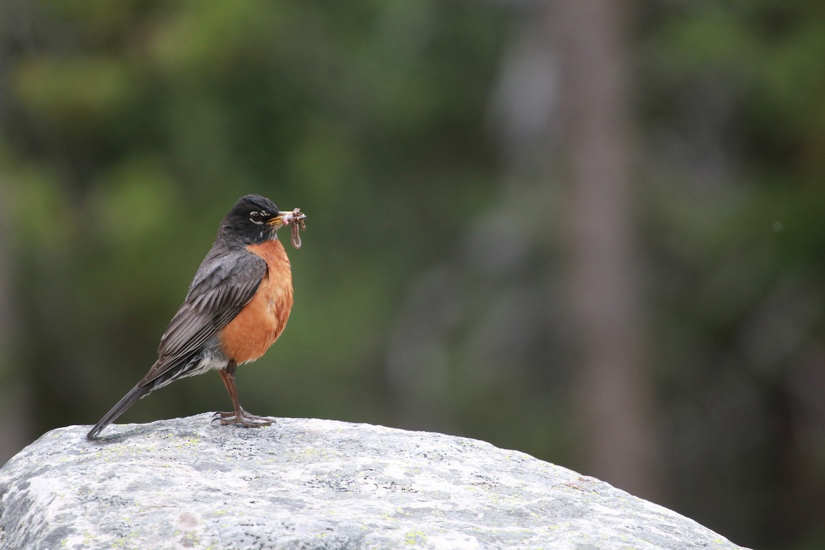 American Robin - ML248510791