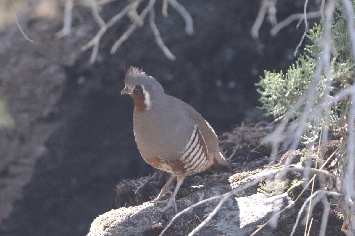 Mountain Quail - Don Albright