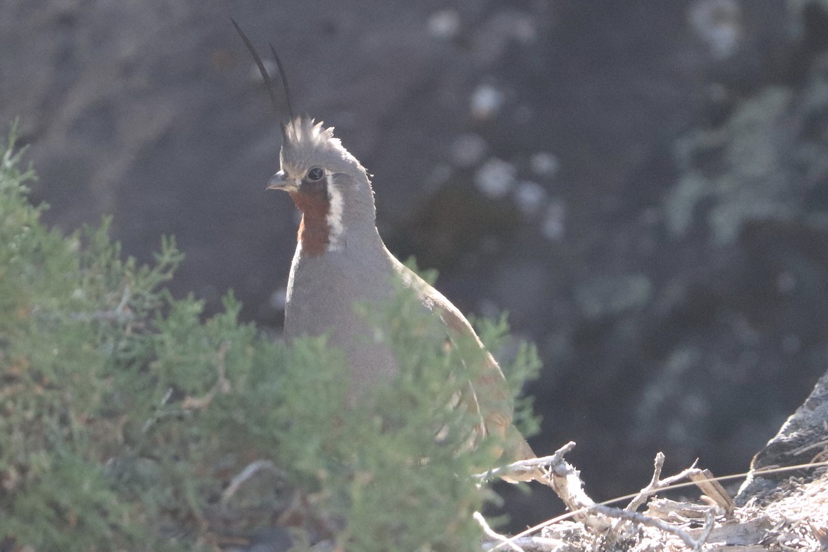 Mountain Quail - ML248510821