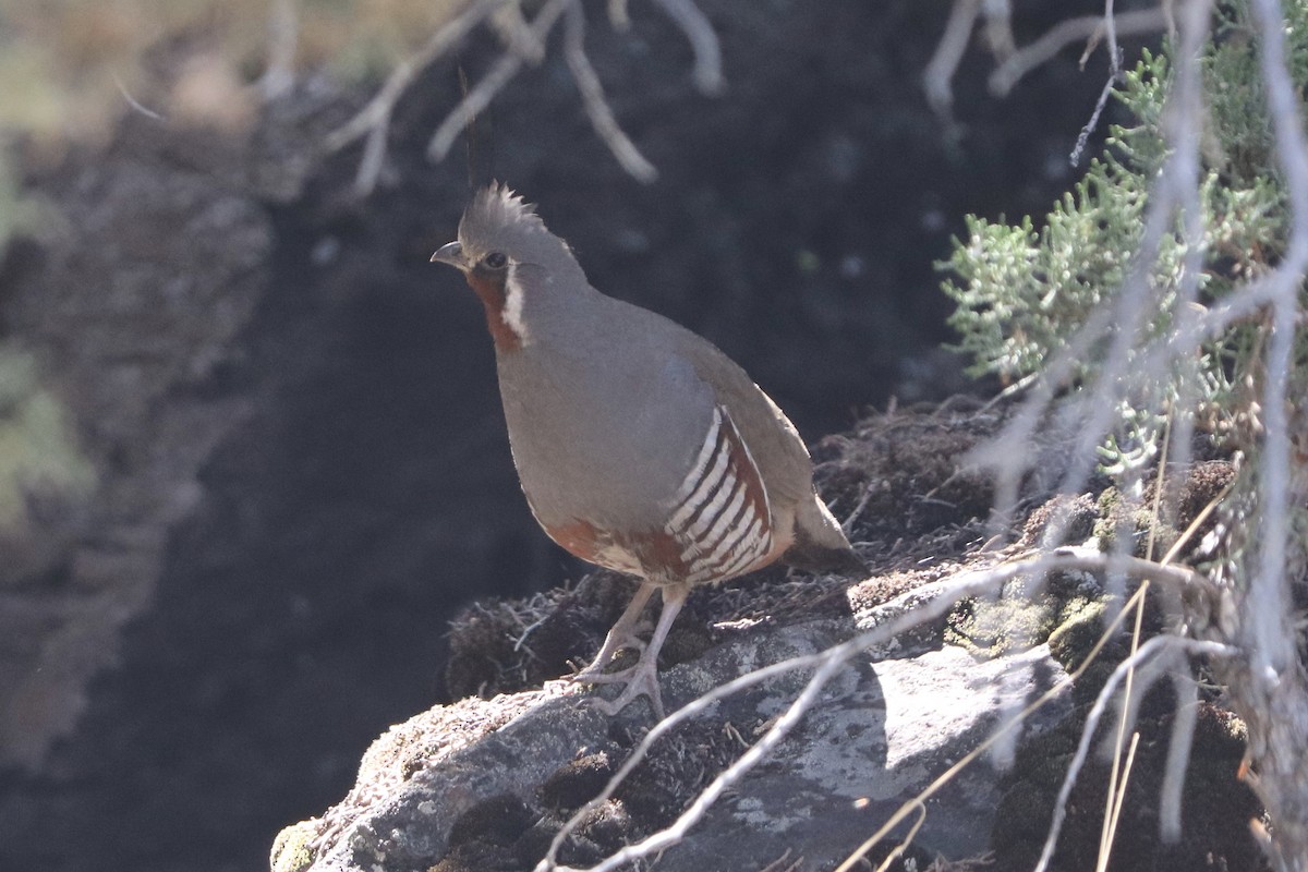 Mountain Quail - ML248510831