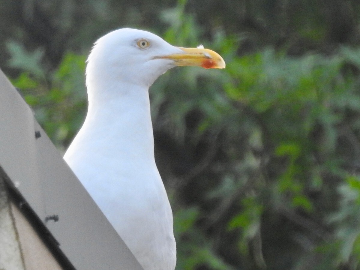 Gaviota Argéntea - ML248513851