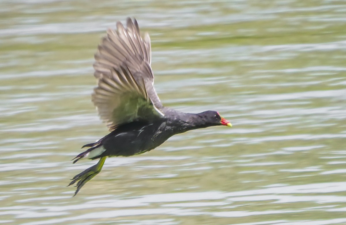 Common Gallinule - Ann Baldwin