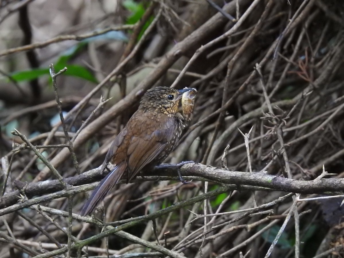 Spotted Barbtail - ML248518351