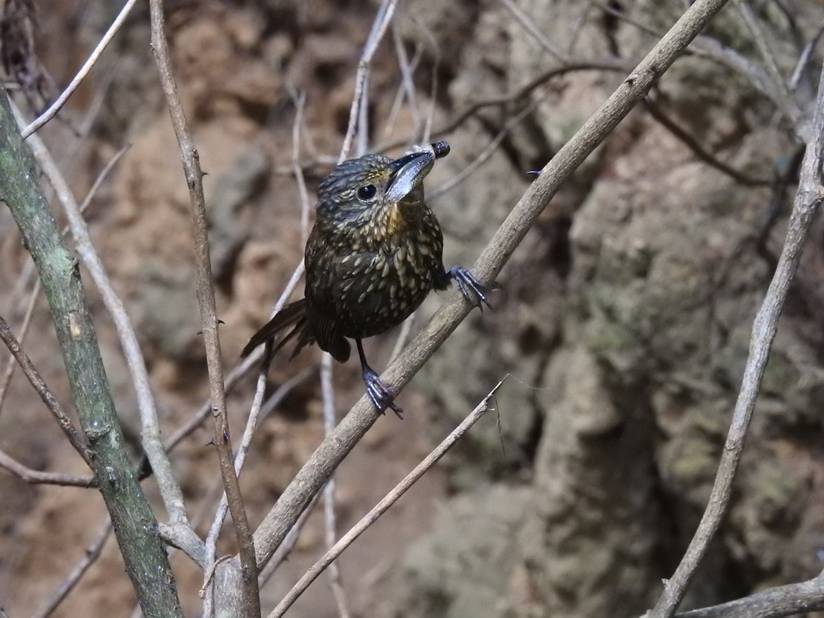Spotted Barbtail - ML248518361