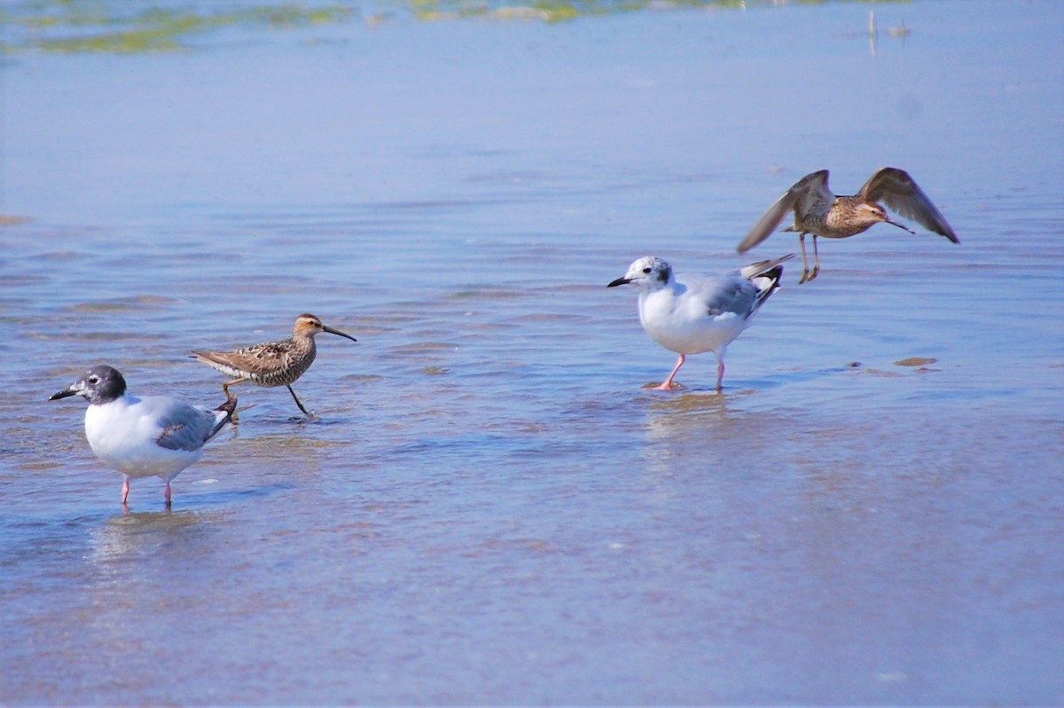 Stilt Sandpiper - ML248518991