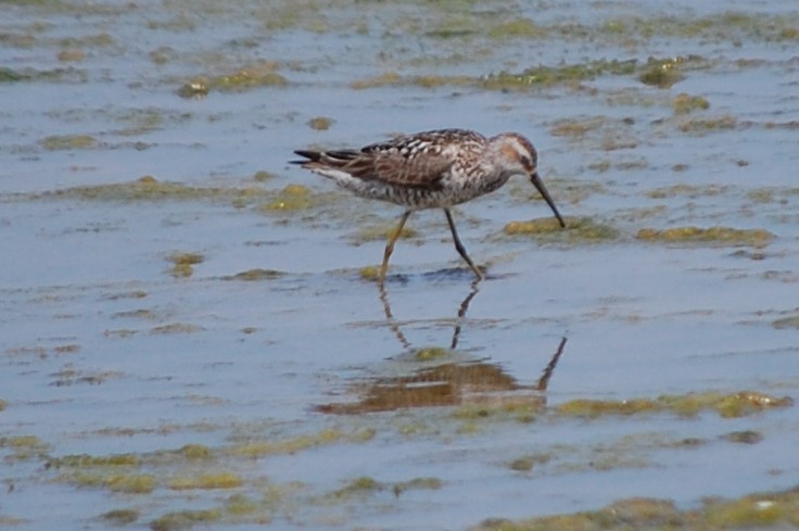 Stilt Sandpiper - ML248519021