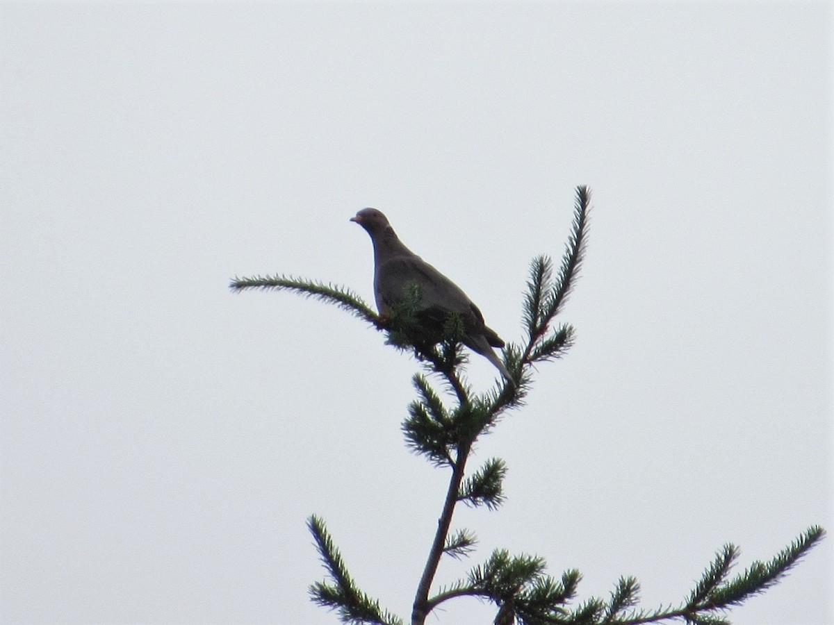 Band-tailed Pigeon - ML248519781