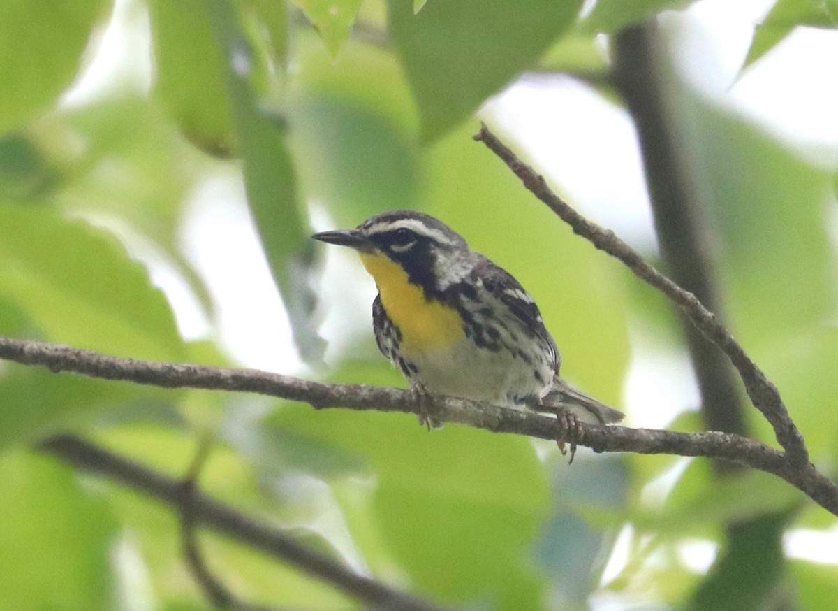 Yellow-throated Warbler - ML248520601