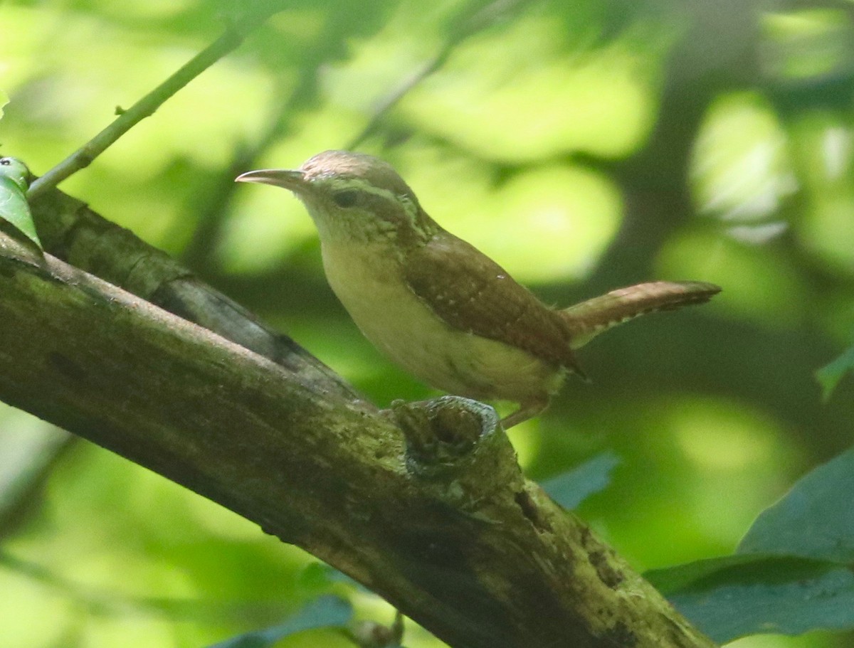 Carolina Wren - ML248521431