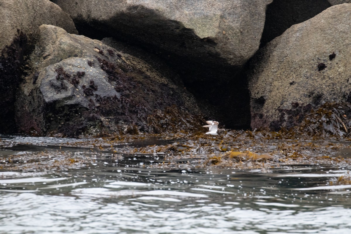 Black Turnstone - ML248521751