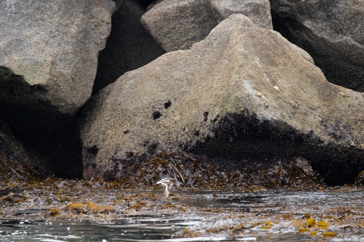 Black Turnstone - ML248521761