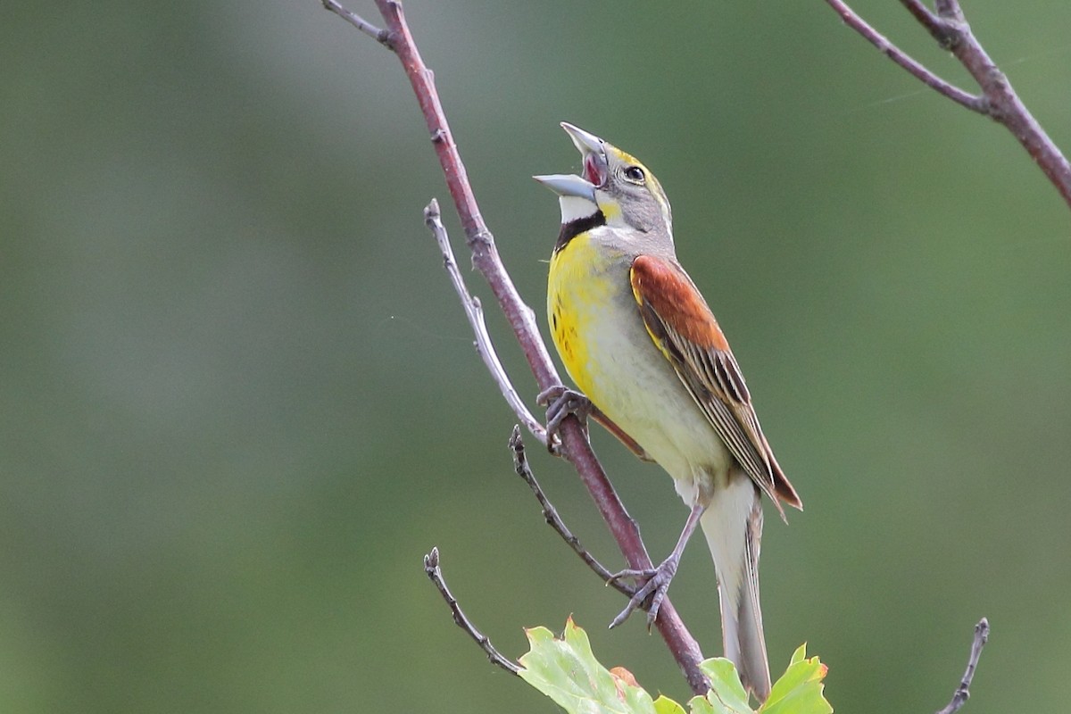 Dickcissel - Jeff Bryant