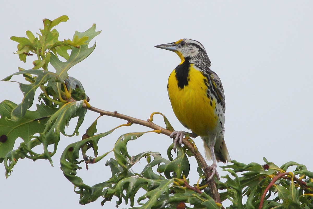 Eastern Meadowlark - ML24852311