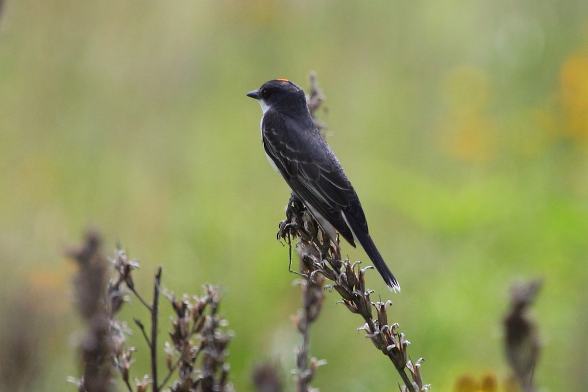 Eastern Kingbird - Jeff Bryant