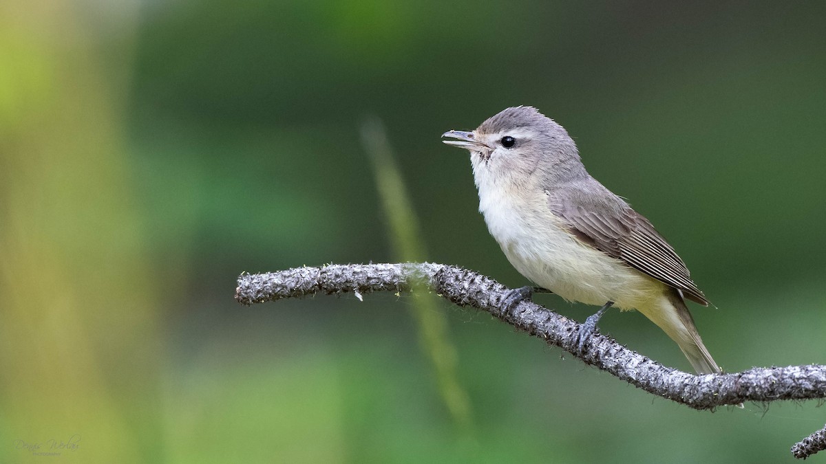 Warbling Vireo - ML248523601