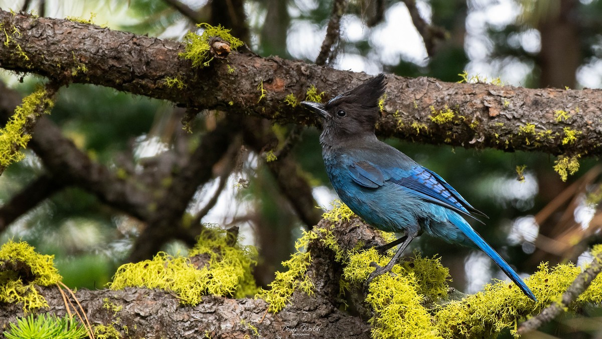 Steller's Jay - ML248523661