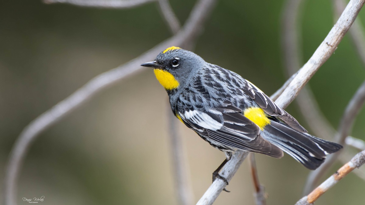 Yellow-rumped Warbler (Audubon's) - ML248523761