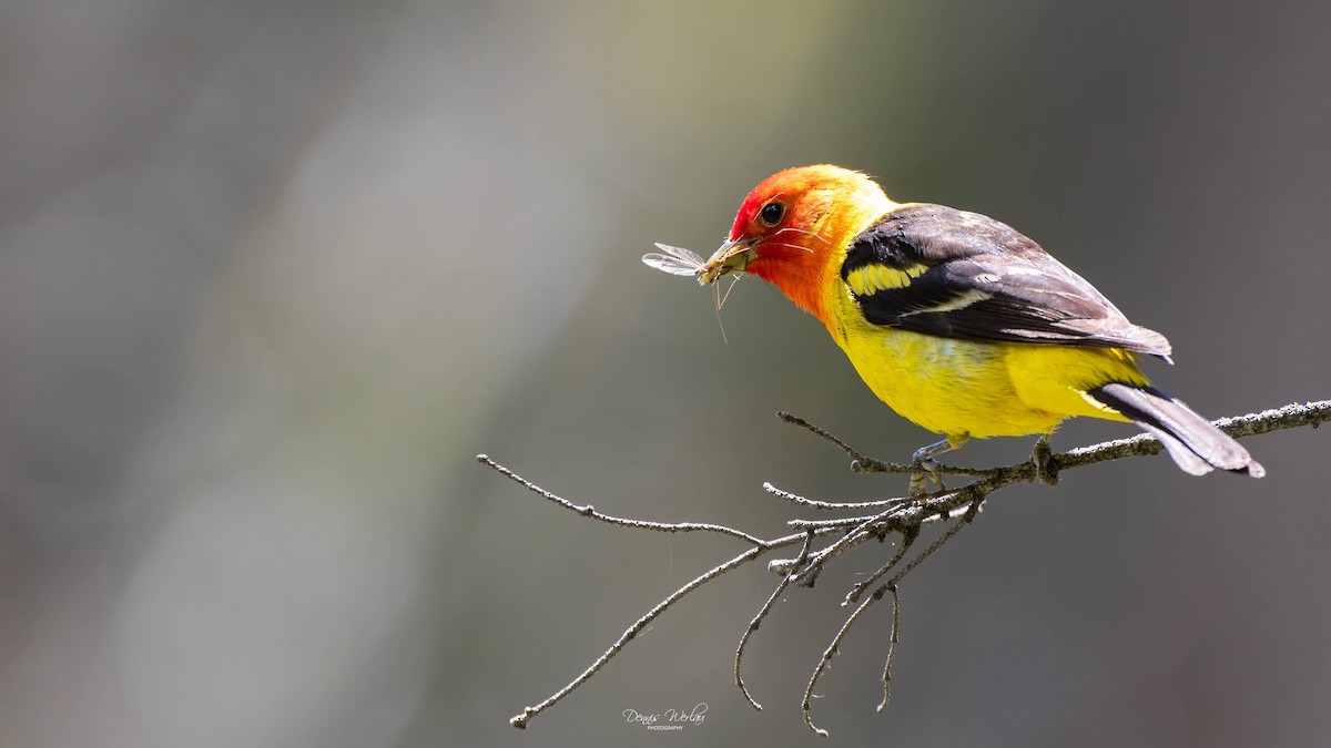 Western Tanager - Dennis Werlau