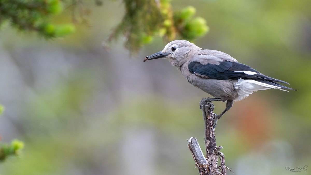 Clark's Nutcracker - ML248523811