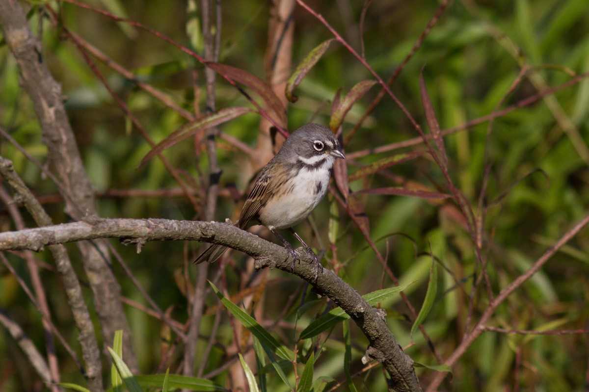 Bell's Sparrow (clementeae) - Justyn Stahl