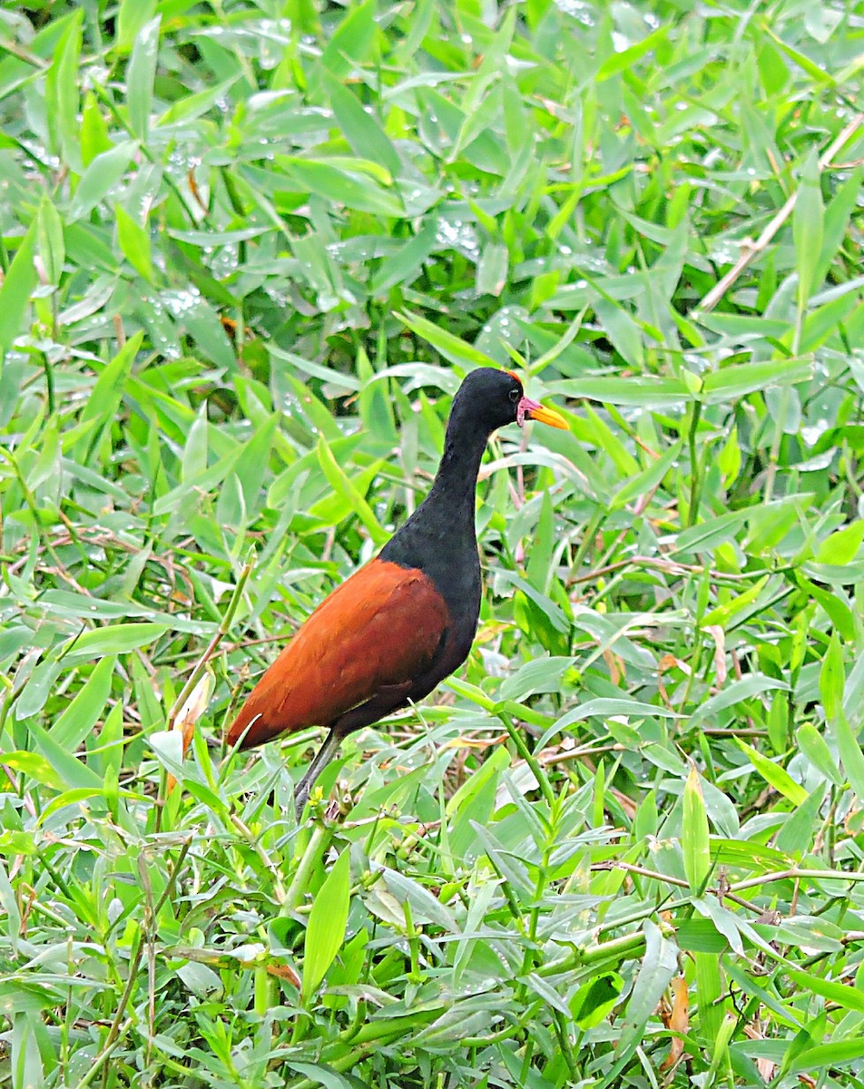 Jacana Suramericana (grupo jacana) - ML248524171