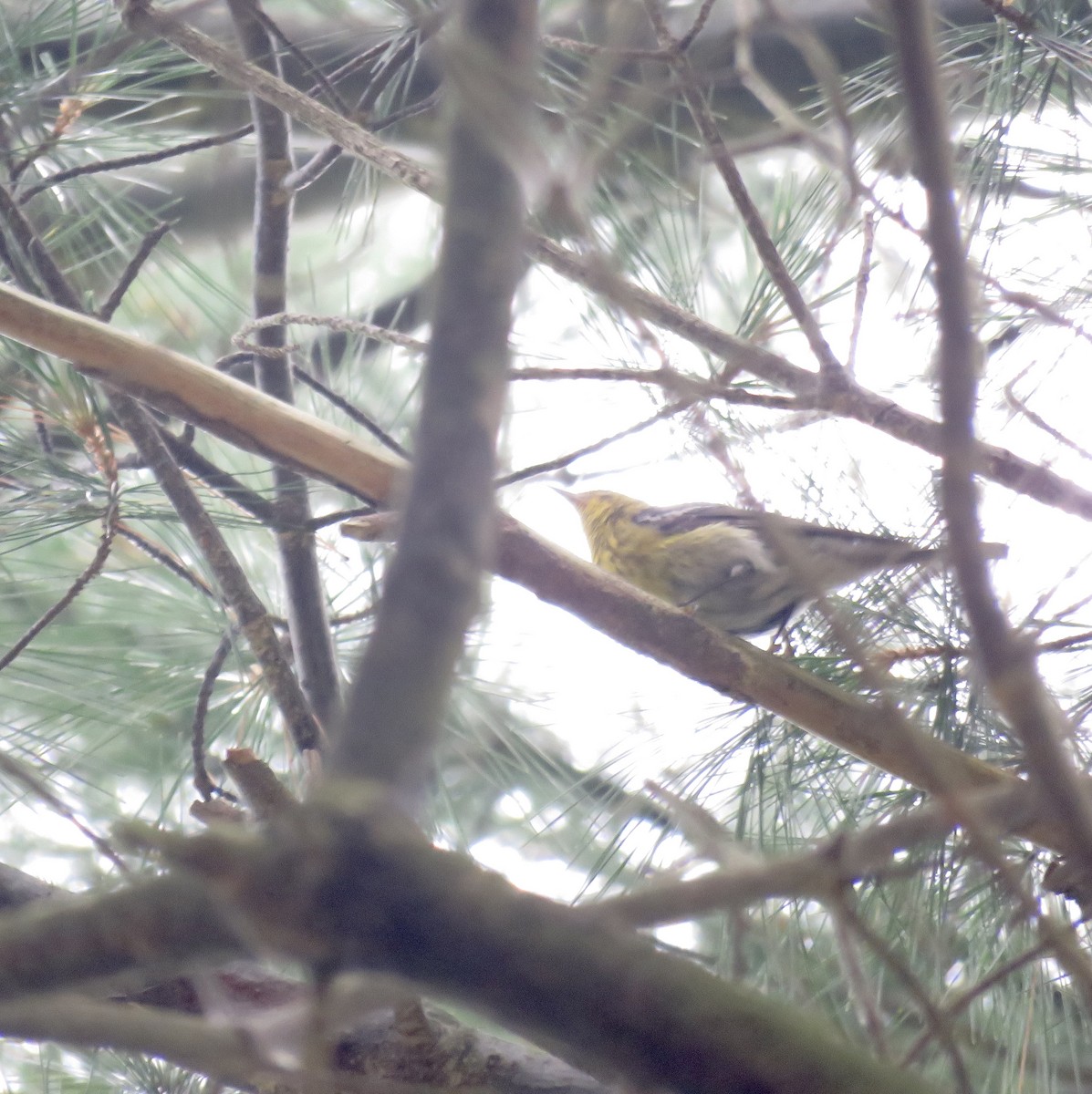 Pine Warbler - Heydi Lopes