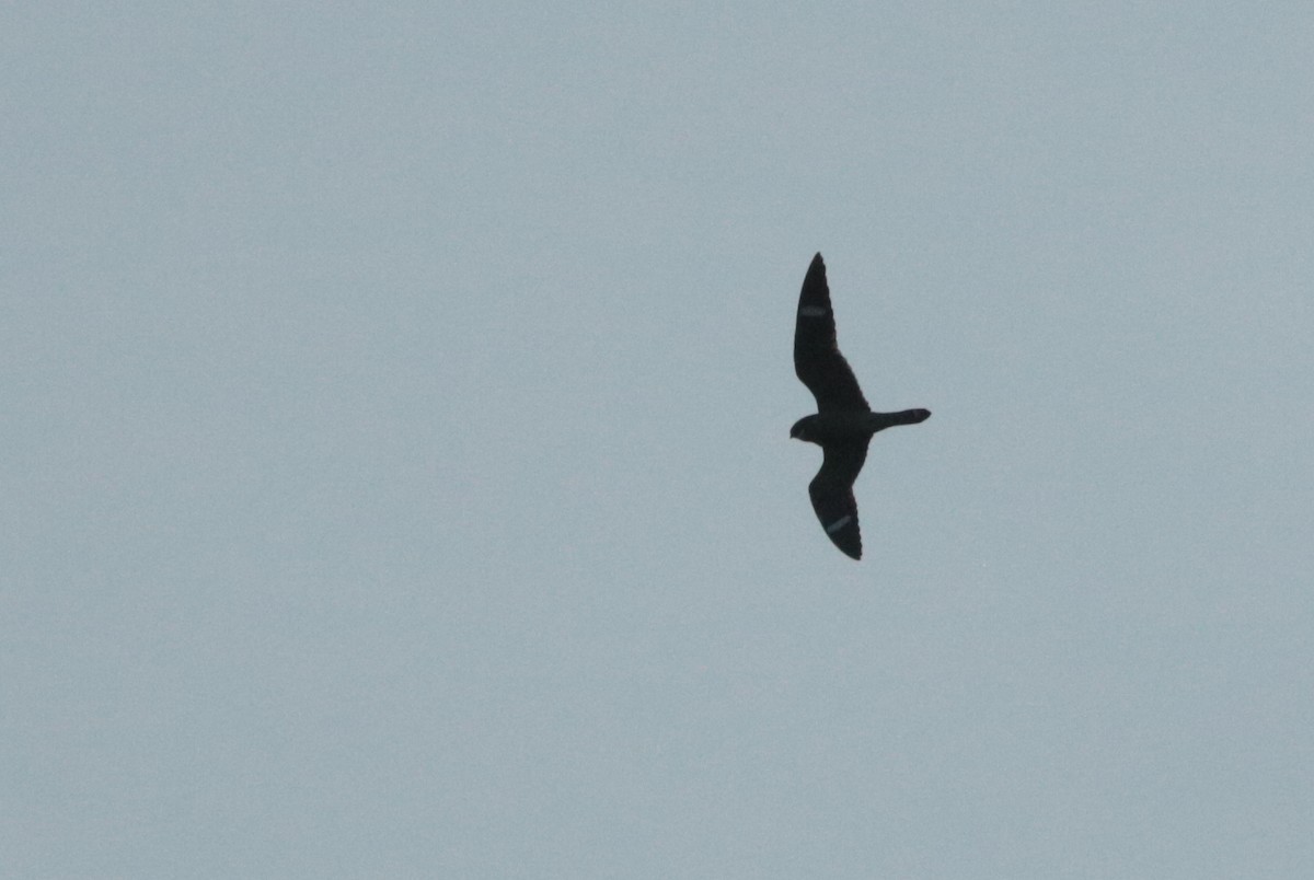 Antillean Nighthawk - ML248525621