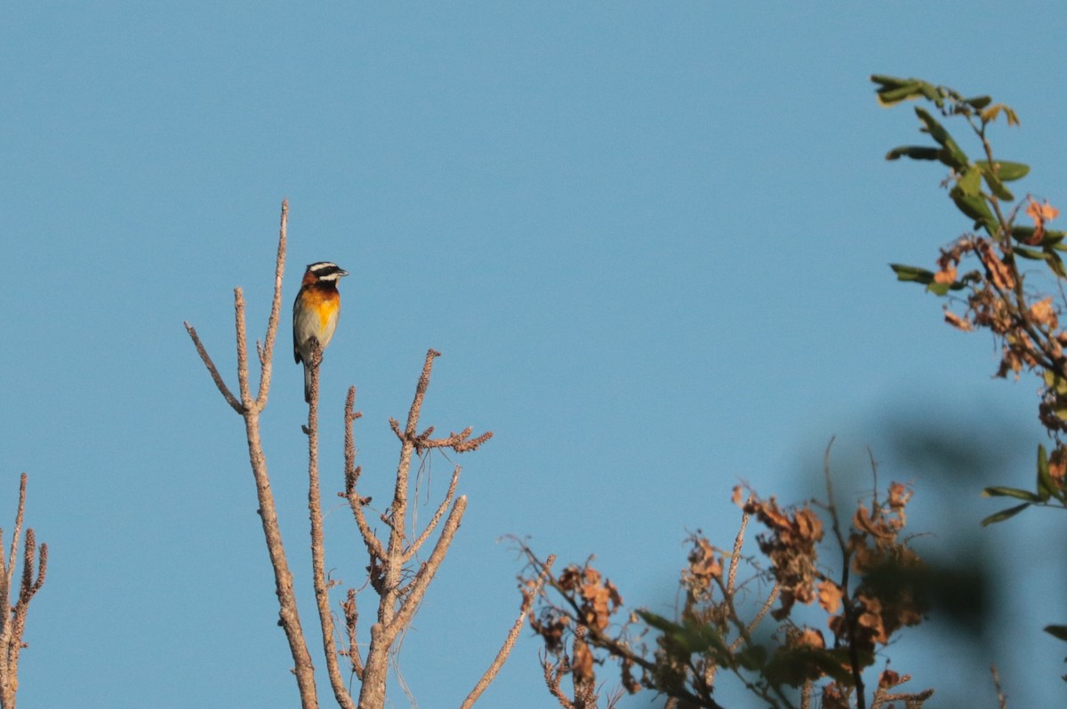 Western Spindalis - ML248525981