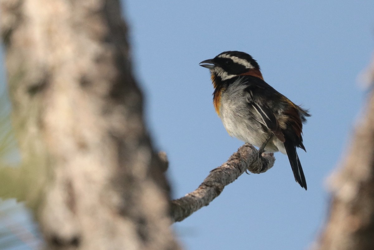 Western Spindalis - ML248525991