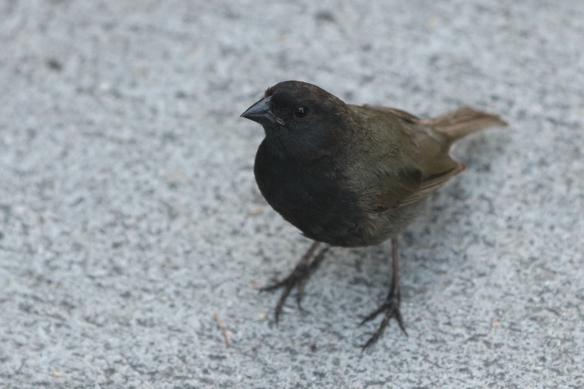 Black-faced Grassquit - ML248526071