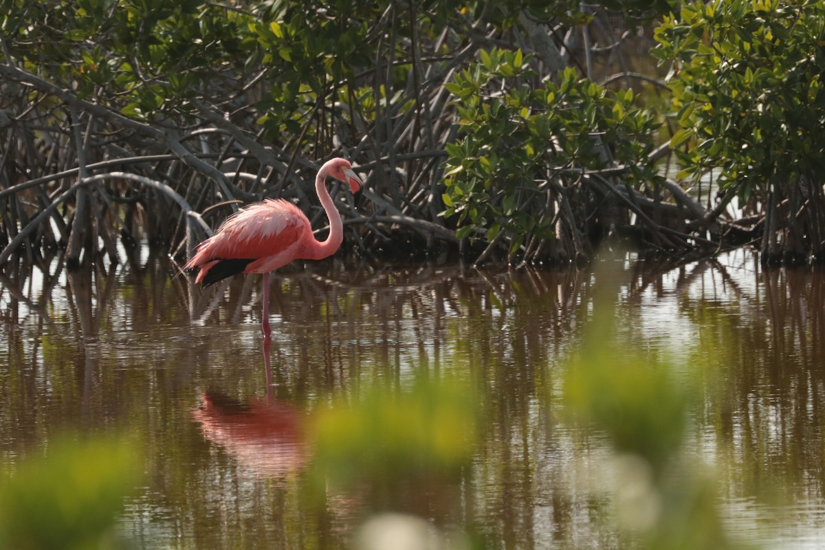 American Flamingo - ML248526221