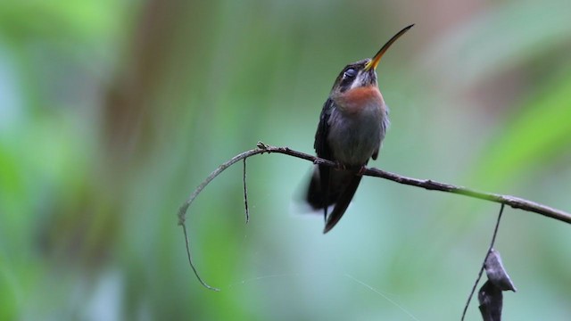 Band-tailed Barbthroat - ML248527561